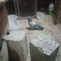 نر‌سبز‌عتیقه‌