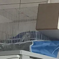 عروس هلندی ماده دستی|پرنده|مشهد, شهید آوینی|دیوار