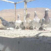 ماده پلاکی وکازرونی|پرنده|شیراز, شهرک سعدی|دیوار