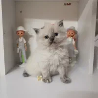 گربه عروسکی نژاد دار