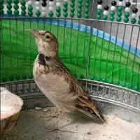 سره خاکی