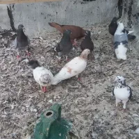 کبوتر پرشی