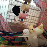 جفت عروس هلندی تخمگذار