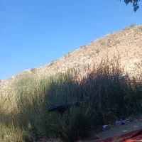 زمین کشاورزی واقع درخانه زنیان