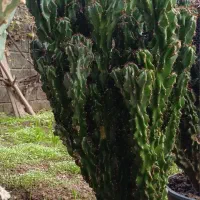 گل صخره ای آستانه اشرفیه|گل و گیاه طبیعی|آستانه اشرفیه, |دیوار