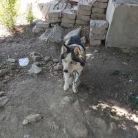 سگ هاسکی