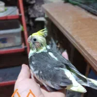 جوجه عروس هلندی سرلاکی|پرنده|گرگان, |دیوار