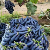 نهال انگور موندارپ اصالت دار امکان کاشت الان|خدمات باغبانی و درختکاری|کرمانشاه, |دیوار