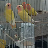 طوطی برزیلی صورت هلویی|پرنده|شیراز, شهرک کوشکک|دیوار
