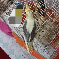 عروس هلندی ماده(لوتینو دوکت)۳ماه نیم.رام.و دستی|پرنده|لاهیجان, لیالستان|دیوار