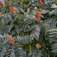 فروش نهال  سماق  سردشت