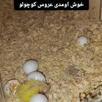 عروس هلندی|پرنده|آستانه اشرفیه, |دیوار