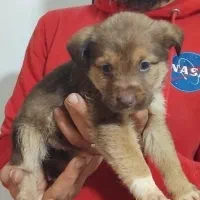 واگذاری پت هایه پاکوتاه ومینیاتوری|سگ|تهران, شهرک آپادانا|دیوار