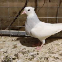 کفتر طوقی آبی|پرنده|یزد, |دیوار
