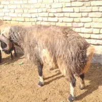 قوچ بذری روزگاری|حیوانات مزرعه|نی‌ریز, |دیوار