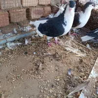 کبوتر ساده|پرنده|بیرجند, |دیوار