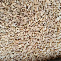 فروش انواع خوراکدامتفاله چغندرکنسانتره و...|لوازم جانبی حیوانات|داران, |دیوار