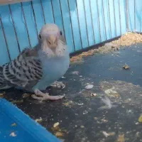 مرغ عشق و تخم جوجه|پرنده|بیرجند, |دیوار