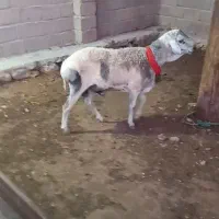 غوچ سومال اصل