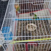 پرنده|پرنده|کرباسک, |دیوار