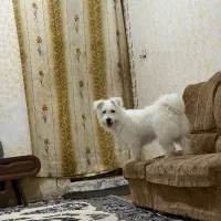 سگ شیتزو اشپیتز