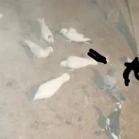 کبوتر|پرنده|دشمن زیاری, |دیوار