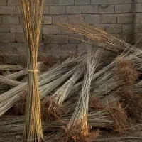 صنوبر نگرای ترکیه وکبوده و پالونیا|خدمات باغبانی و درختکاری|اراک, |دیوار