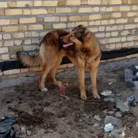 توله 8ماهه دورگه