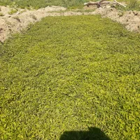 نشاع گوجه کوردی