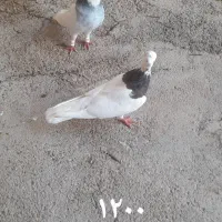 کبوتر طوقی جفت نر و ماده