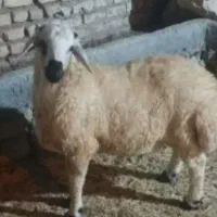 بره