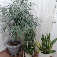 گل سانسوریا، لیندا، پتوس،