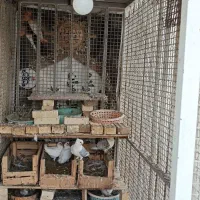 قفس بزرگ|لوازم جانبی حیوانات|خرمشهر, |دیوار