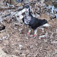 شهری سیاه نر|پرنده|برازجان, |دیوار