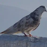 کبوتر ماده گم شده