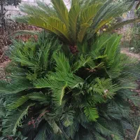 سیکاس|گل و گیاه طبیعی|رشت, پسیخان|دیوار