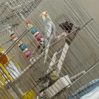 عروس هلندی سخنگو|پرنده|جوانرود, |دیوار