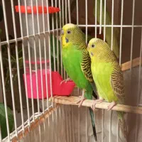 یک جفت مرغ عشق|پرنده|هندیجان, |دیوار