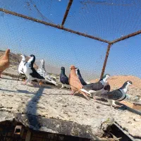 شهری پلاکی|پرنده|شیراز, دلگشا|دیوار
