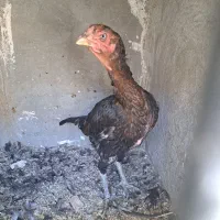 لاری|حیوانات مزرعه|پاکدشت, شهرک امام رضا|دیوار