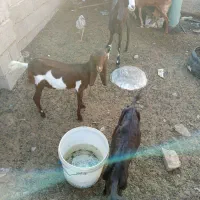 بز فروشی|حیوانات مزرعه|ایرانشهر, |دیوار