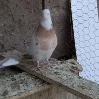 سینه سیاه وپلاکی