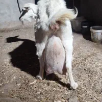 بزسانن درجه یک|حیوانات مزرعه|خلیل آباد, |دیوار