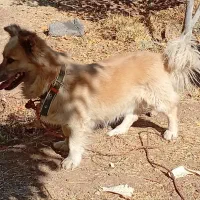 واگذاری سگ پا کوتاه|سگ|سنندج, |دیوار