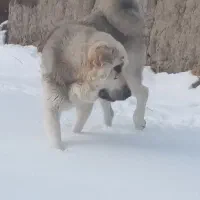 پژدر نر دونیم ساله