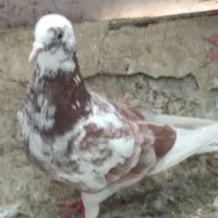 کبوتر فروشی دونه ای ۱۵۰ هزار|پرنده|شوط, |دیوار