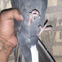 نر سبز چاپی|حیوانات|آبادان, |دیوار