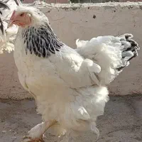 مولد برهما ۳مرغ و یک خروس|حیوانات مزرعه|نسیم‌شهر, |دیوار