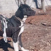 سگ اصل سراب