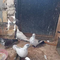 کبوتر فروشی|پرنده|شاهرود, |دیوار